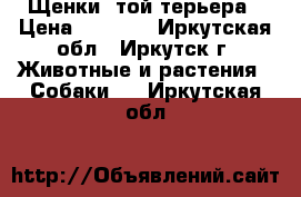 Щенки  той-терьера › Цена ­ 3 000 - Иркутская обл., Иркутск г. Животные и растения » Собаки   . Иркутская обл.